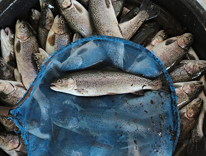 fish