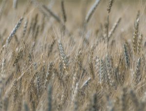 On GM foods, part 3: Let’s decide where we’re going
