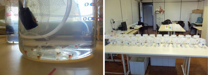 postlarvae testing