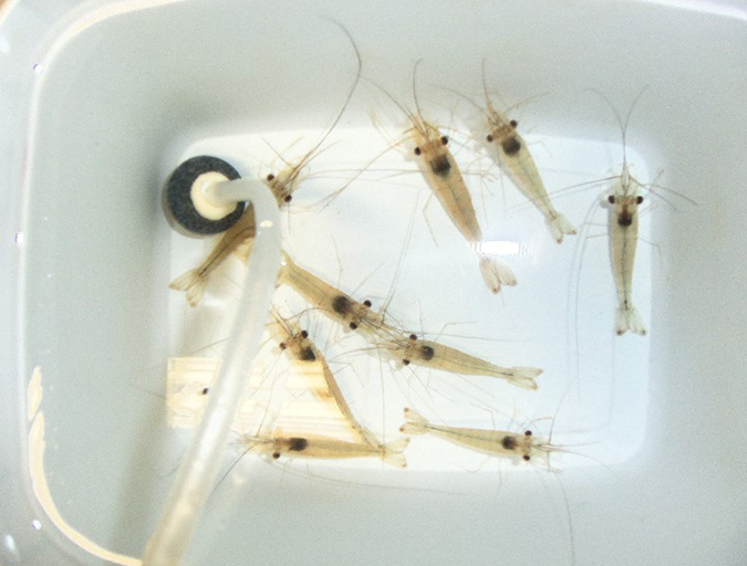 Article image for Determinación de niveles seguros de amoníaco y nitrito para el cultivo de langostinos
