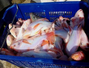 Testing dietary potassium diformate in tilapia feed