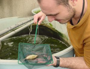 Surprising results in rabbitfish diet evaluation