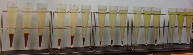 biofloc technology
