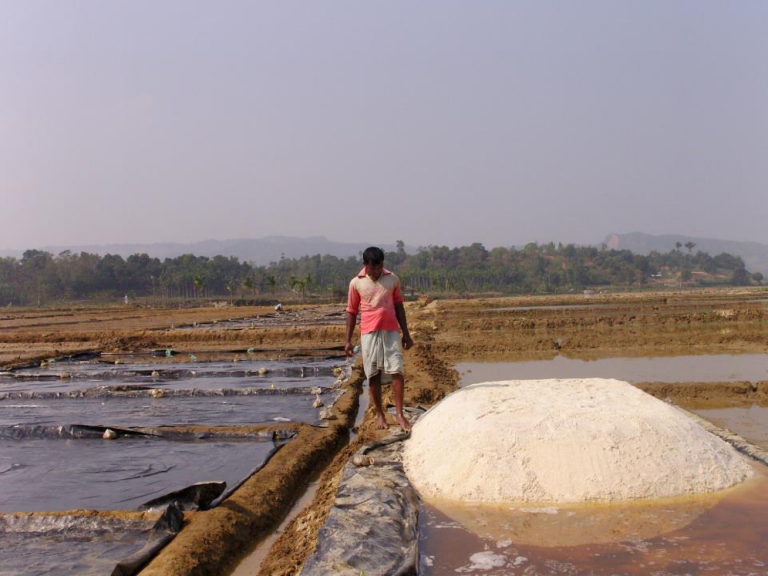 Article image for Artemia, the ‘magic powder’ fueling a multi-billion-dollar industry