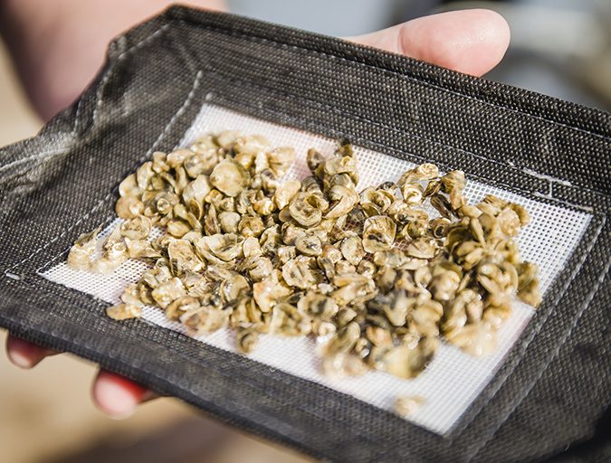 oyster nursery