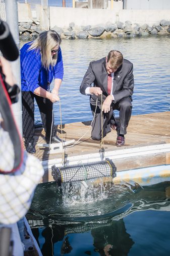 oyster nursery