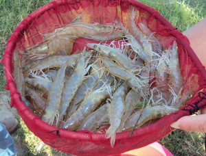 Genetics key to maximum growth rate for shrimp