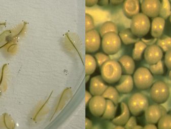 Artemia