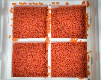 jurassic salmon eggs