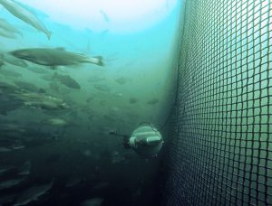 Rise of the machines: Aquaculture’s robotic revolution
