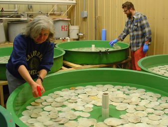seed scallop shells