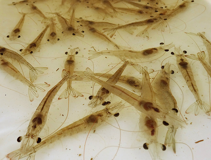 Article image for Effect of dietary methionine on Pacific white shrimp juveniles