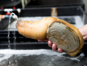 Despite Seafood Watch downgrade, few market changes for geoducks