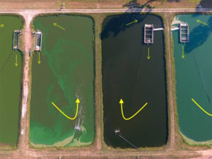 The promise of In-Pond Raceway Systems, part 1