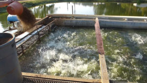 The promise of In-Pond Raceway Systems, part 2