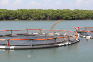 Understanding the oxygen demand of aquafeeds