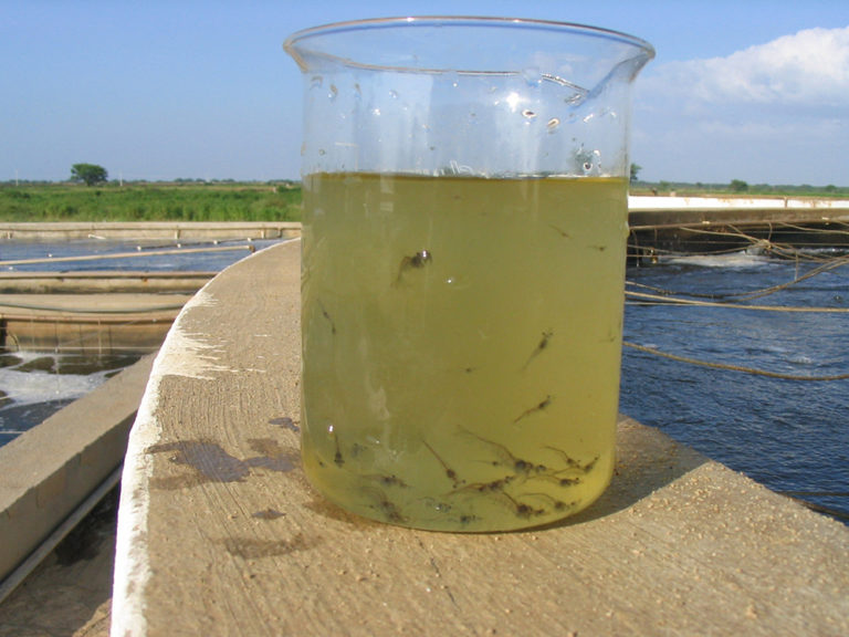 Article image for Building a better shrimp nursery, part 1