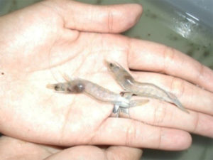 Rotifers and diatoms aid shrimp biofloc nurseries