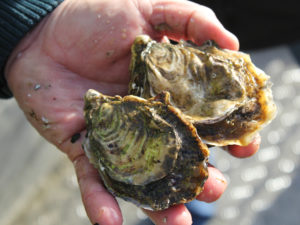 Behold the nutritious oyster