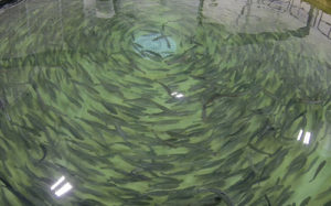 Salmon farmers limiting time at sea for biological risk mitigation