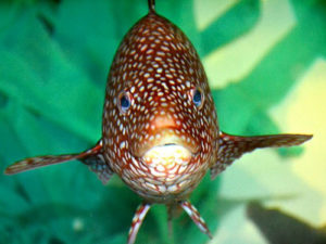 Extensive wrasse use keys up ‘cleaner fish’ conservation questions