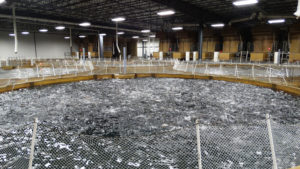 AquaBounty, with new RAS facility, hopes to win public support for GM salmon