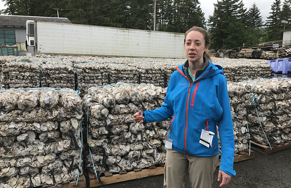 Taylor shellfish oyster shells