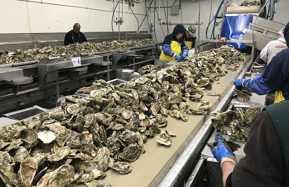 Taylor shellfish oysters