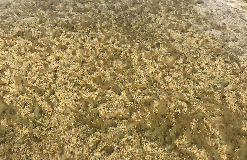 Taylor shellfish geoducks