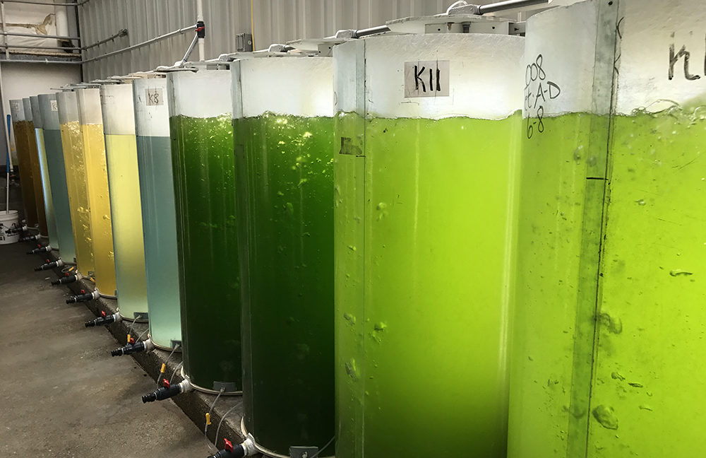 Taylor shellfish algae