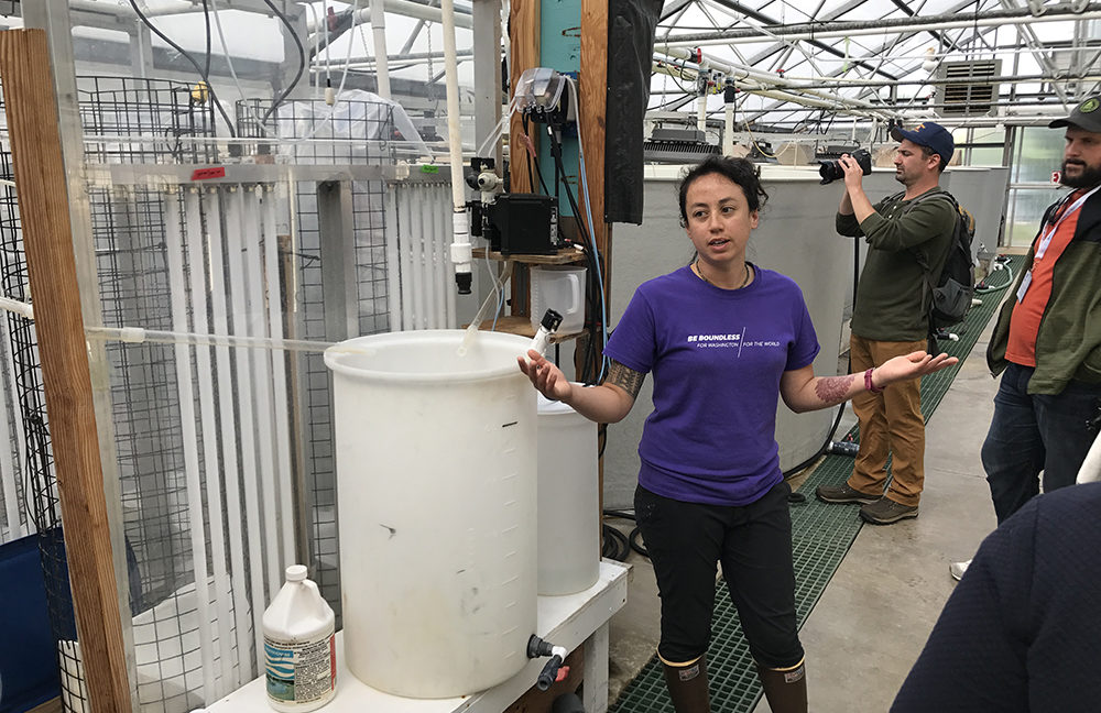 Taylor shellfish hatchery