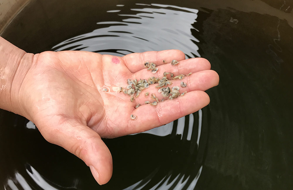 Taylor shellfish baby oysters