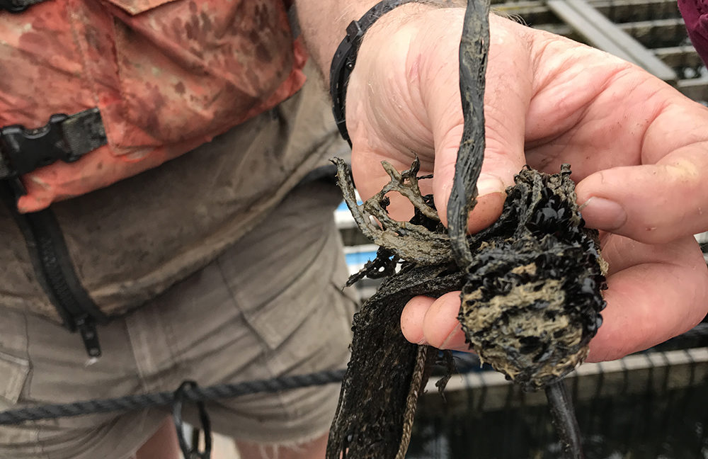 Taylor shellfish mussels