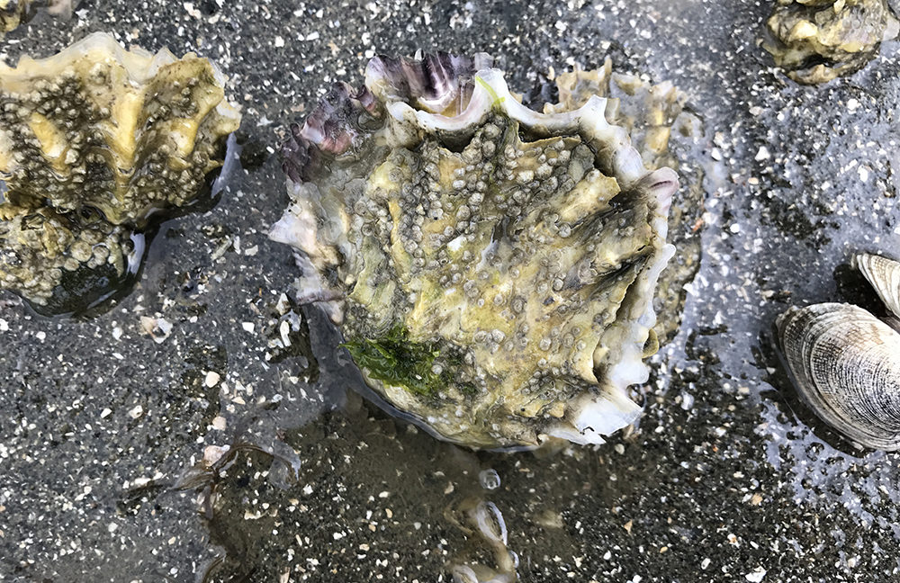 Taylor shellfish oyster
