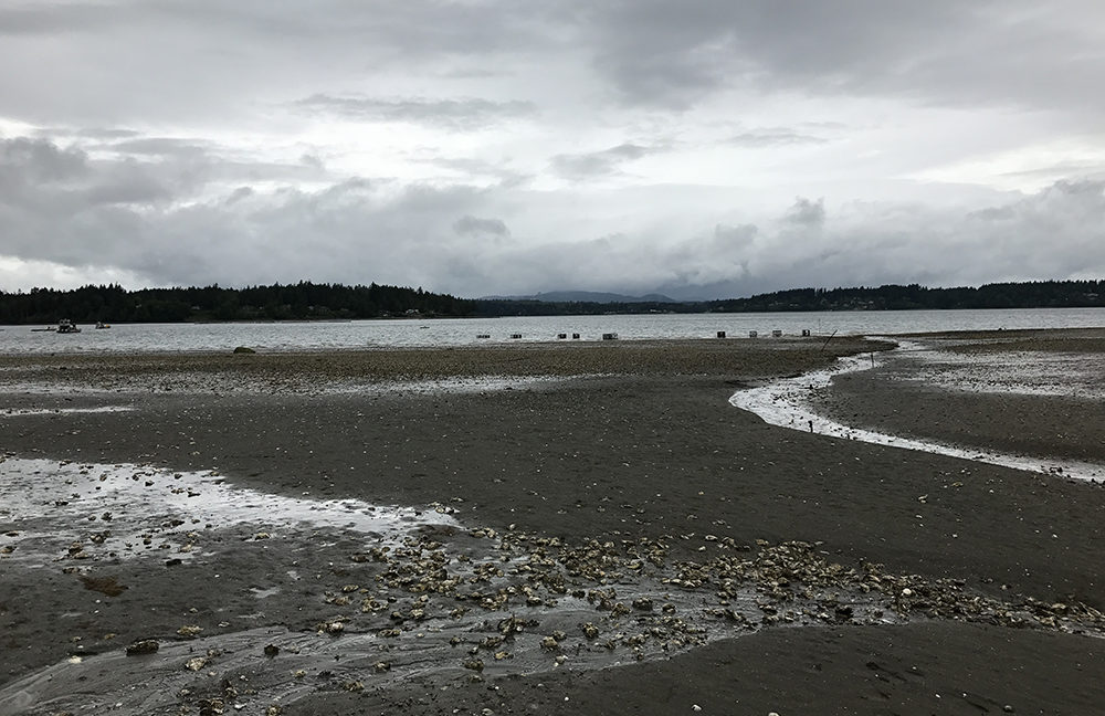 Taylor shellfish Totten Inlet
