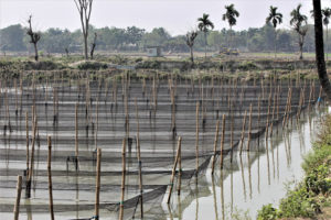Bangladesh’s tilapia aquaculture industry shows resilience