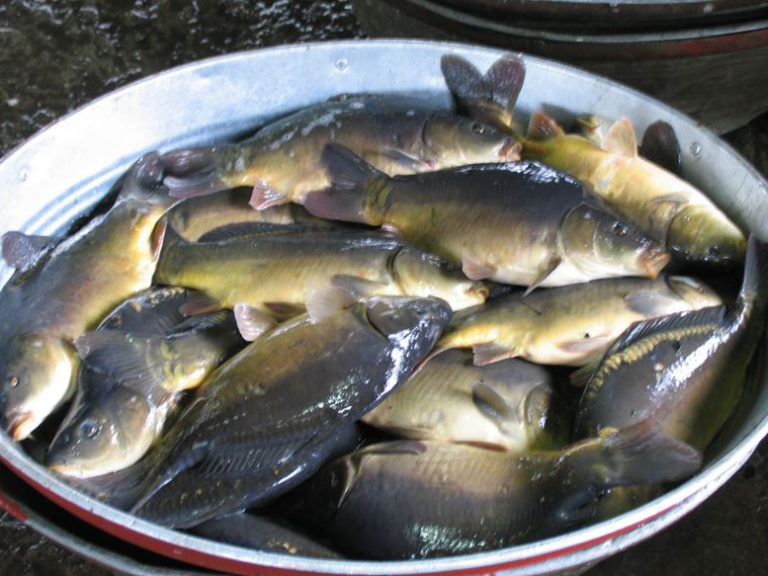 Article image for Barcoding, nucleic acid sequencing are powerful resources for aquaculture