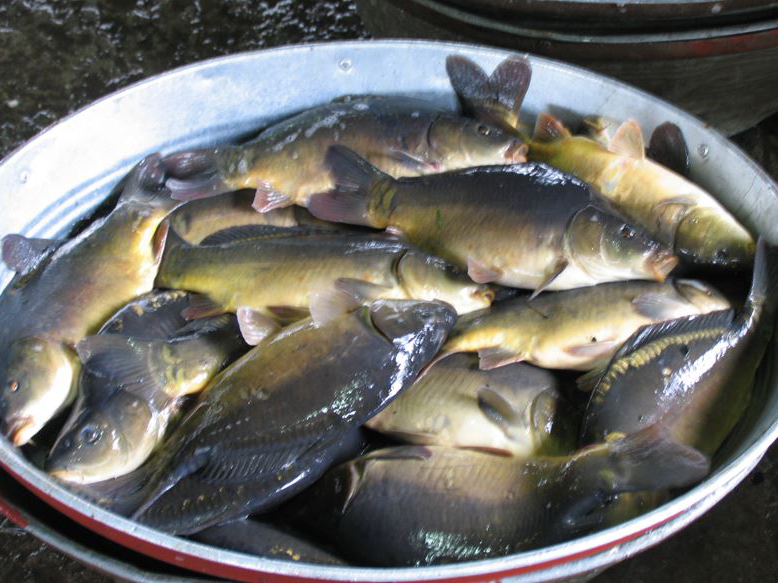 Article image for Barcoding, nucleic acid sequencing are powerful resources for aquaculture