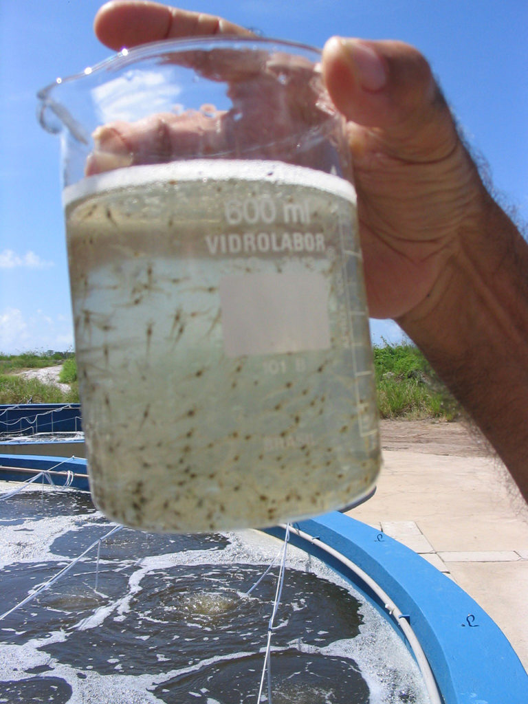 Article image for A study of Zoea-2 Syndrome in hatcheries in India, part 2