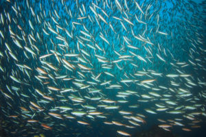 IFFO: Future contributions of marine ingredients in aquafeeds