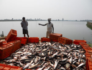Pangasius aquaculture growing in India