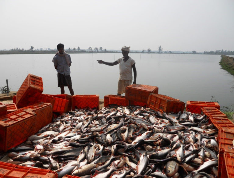 Article image for La acuacultura de pangasius crece en la India