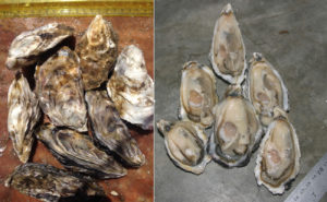 An emerging shellfish farming industry in Namibia