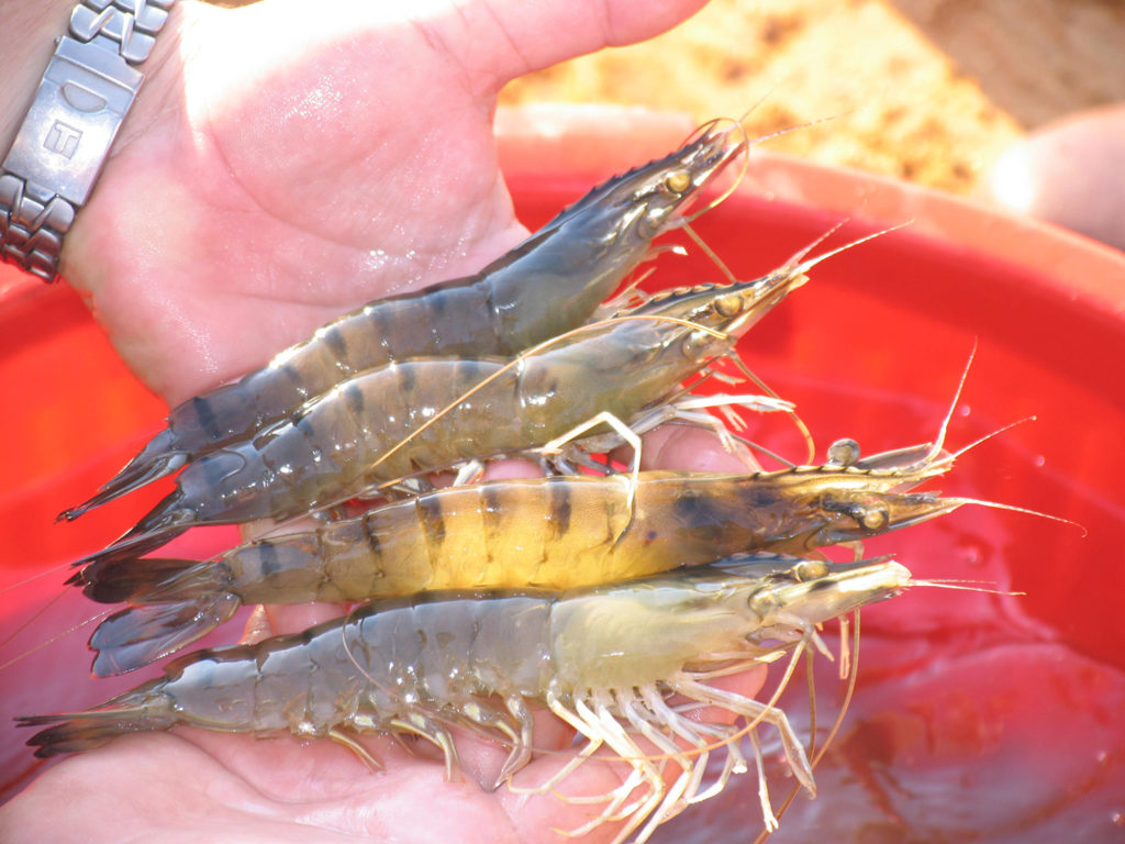 Article image for GOAL 2017: Global shrimp production review and forecast