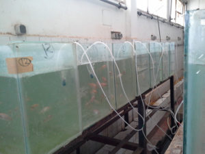 Applied commercial breeding program for Nile tilapia in Egypt