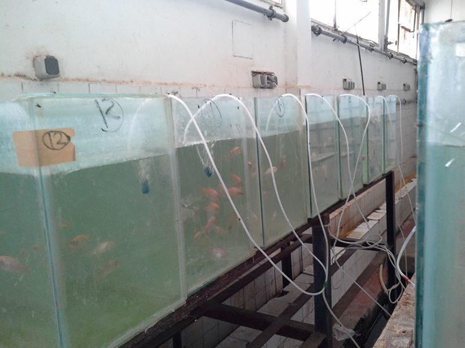 Article image for Applied commercial breeding program for Nile tilapia in Egypt