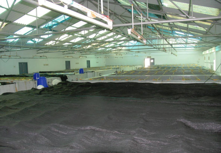 Article image for A study of Zoea-2 Syndrome in hatcheries in India, part 3