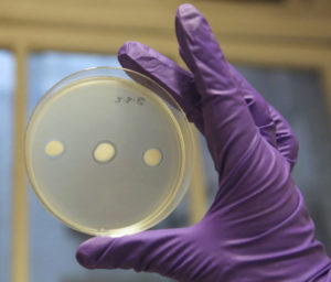 Scottish firm honing bacteriophages into aquaculture-disease assassins