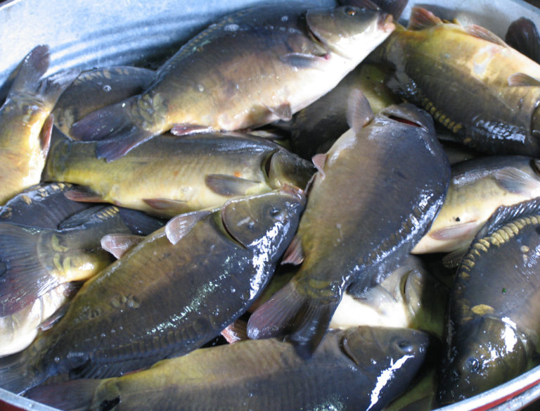 Article image for GOAL 2017: Global finfish production review and forecast