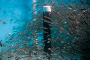 City fish-farm prototype set to prove itself in Minnesota